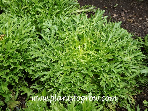 Tres Fine Maraichere Endive (Cichorium endivia)